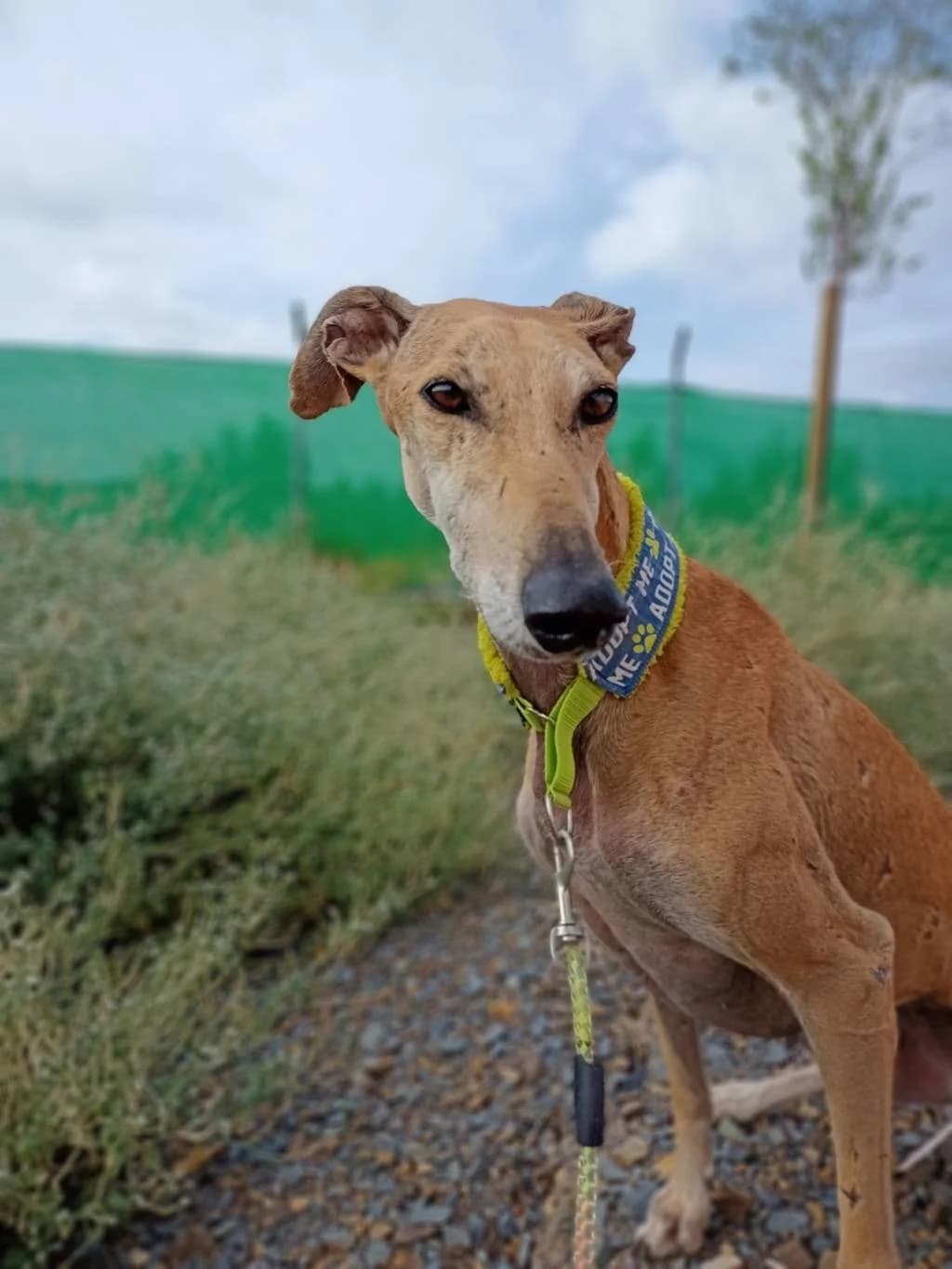 Shina, Galgo Español (Galgos del Sur)