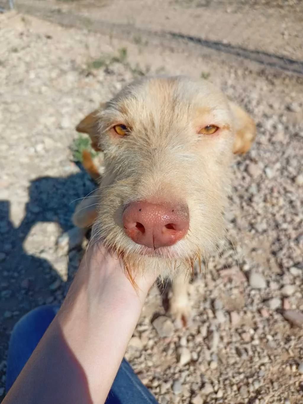 Opi, Galgo Español (Galgos del Sur)