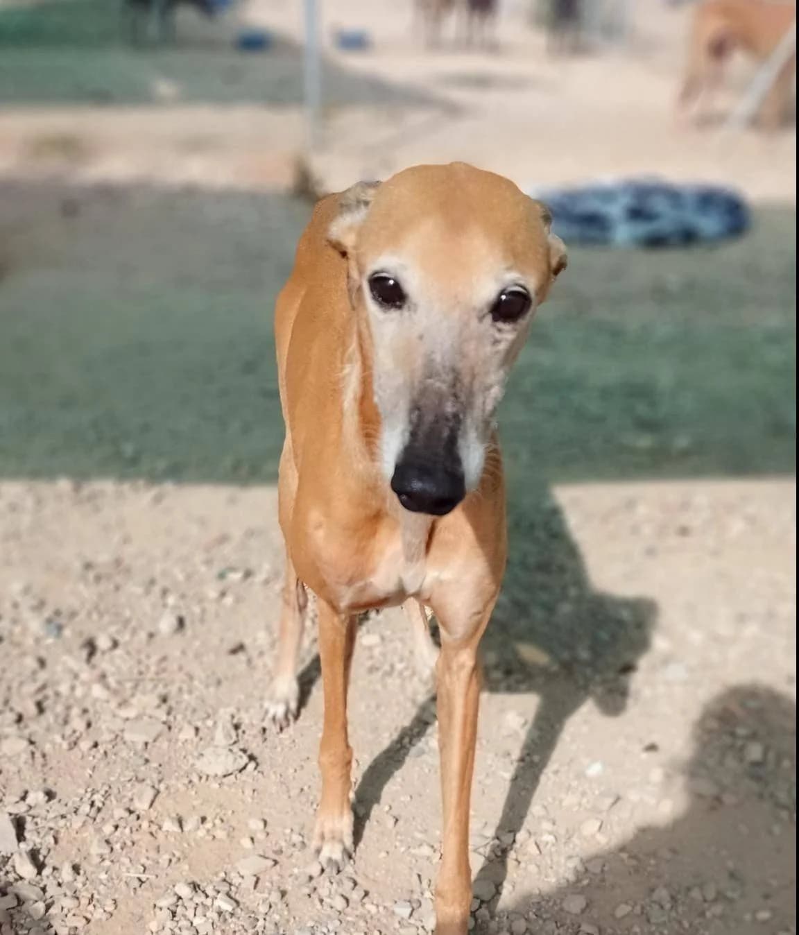 Petunia, Galgo Español (Galgos del Sur)