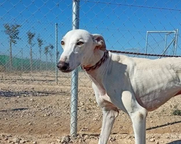 Jengibre, Galgo Español (Galgos del Sur)