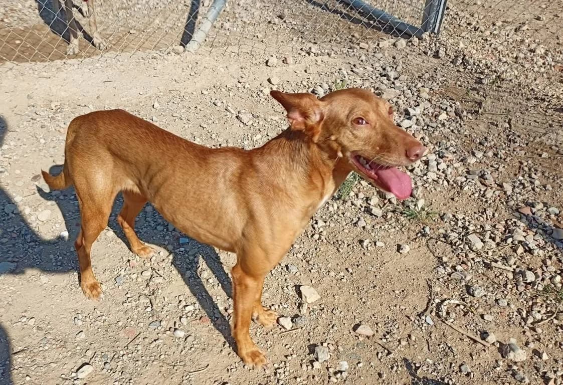 Alaska, Galgo Español (Galgos del Sur)