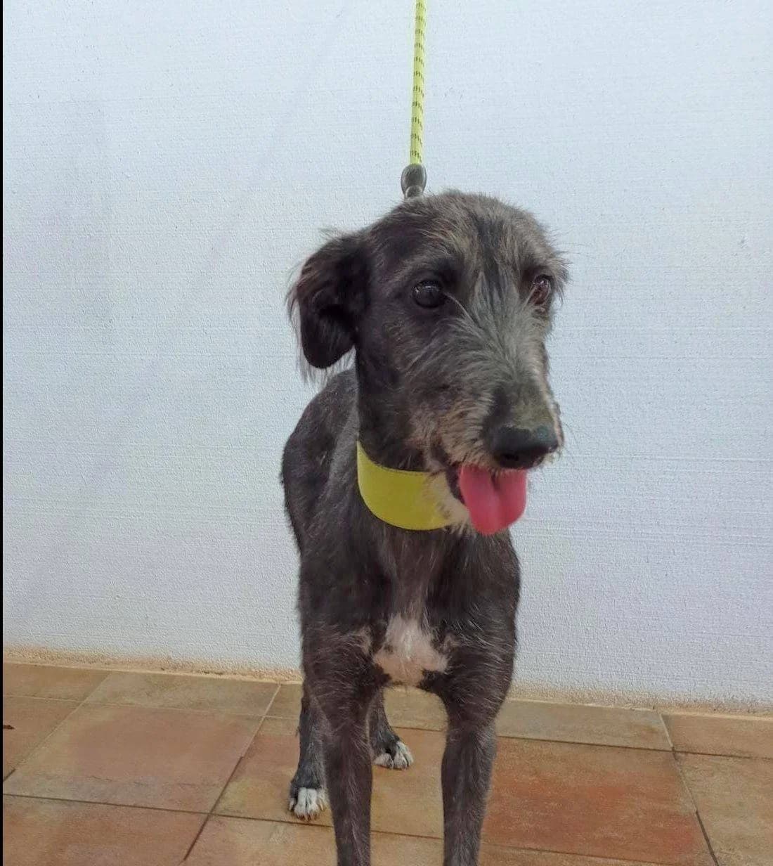 Amaral, Galgo Español (Galgos del Sur)