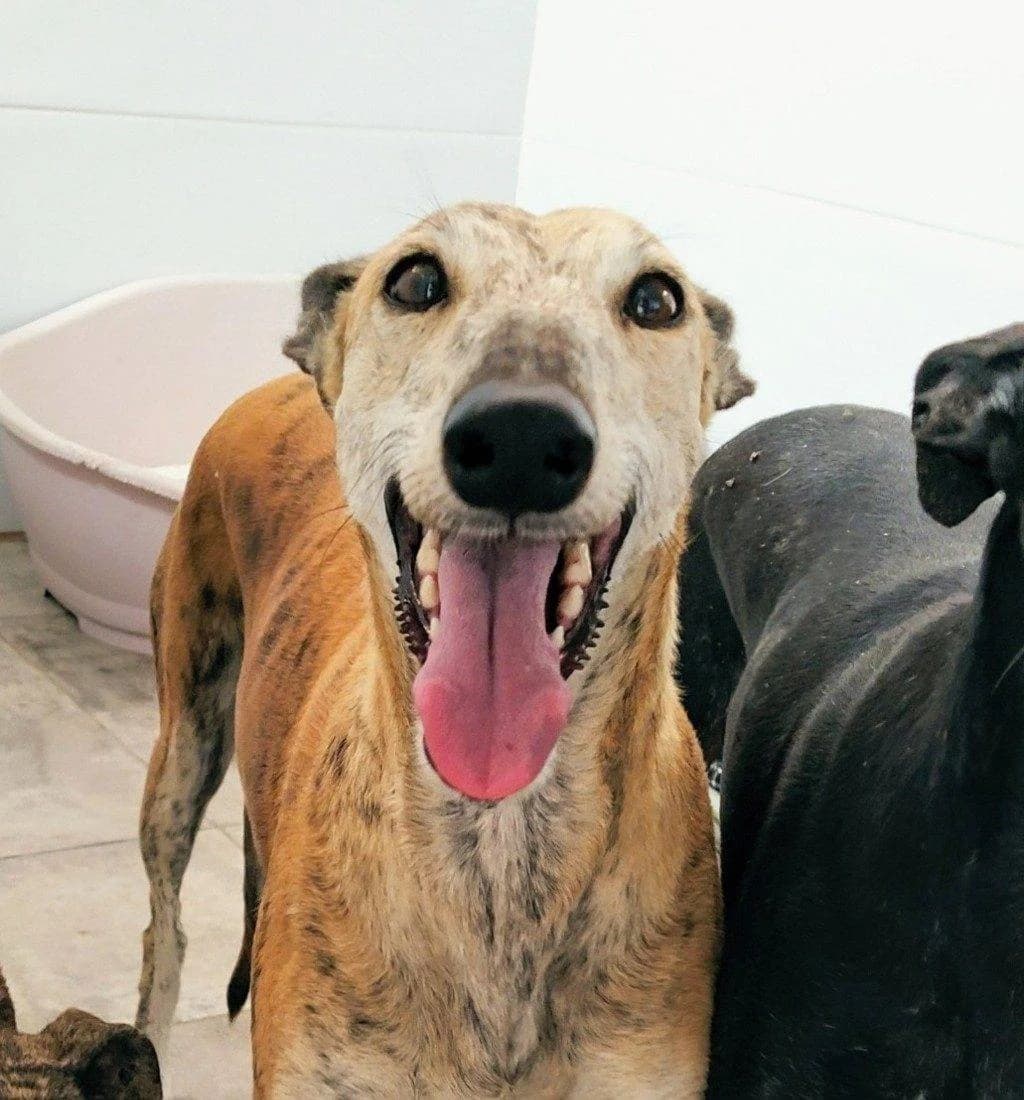 Aiko, Galgo Español (Galgos del Sur)