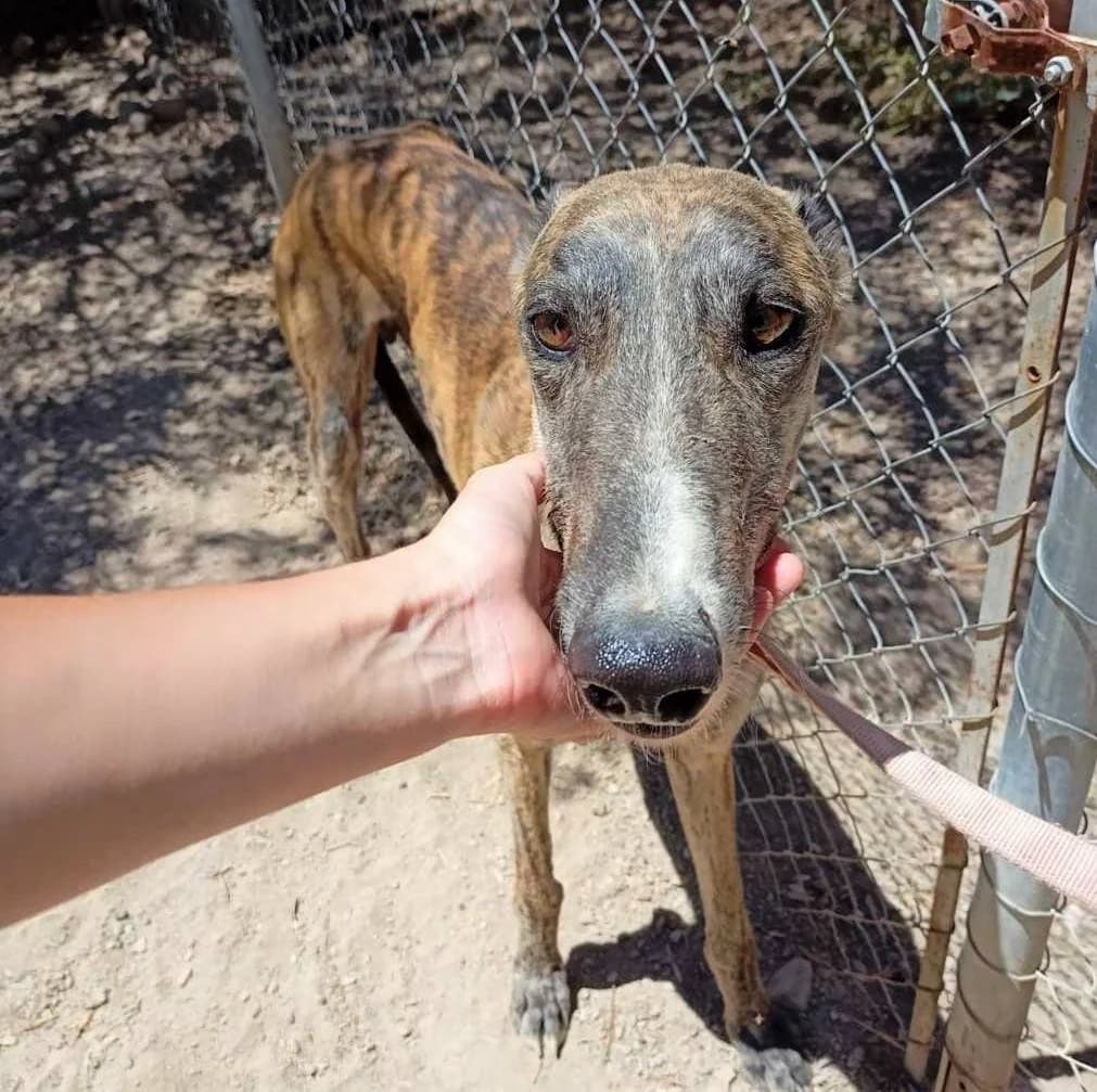 Muky, Galgo Español (Galgos del Sur)