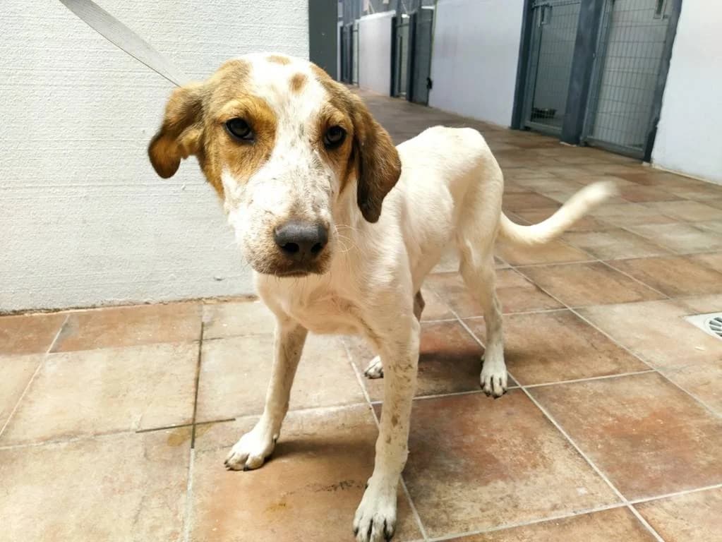 Maialen, Galgo Español (Galgos del Sur)