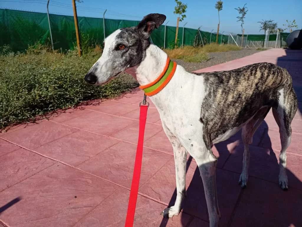 Luhan, Galgo Español (Galgos del Sur)