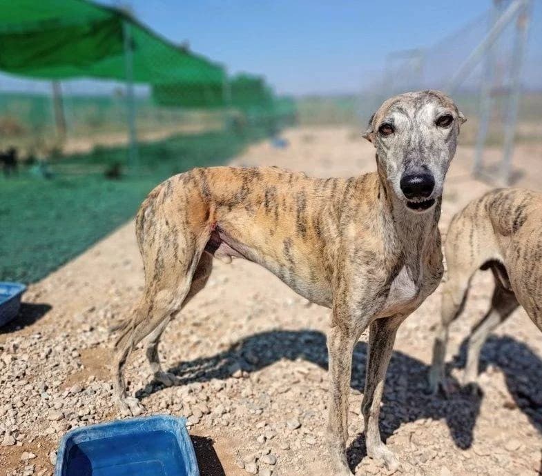 Fredy, Galgo Español (Galgos del Sur)