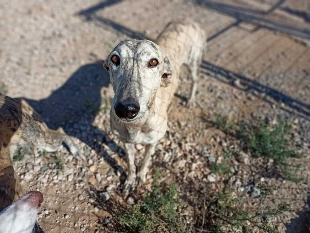 Mercury, Galgo Español (Galgos del Sur)
