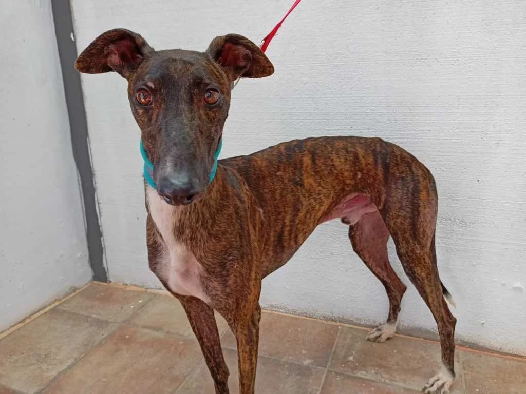 Clay, Galgo Español (Galgos del Sur)