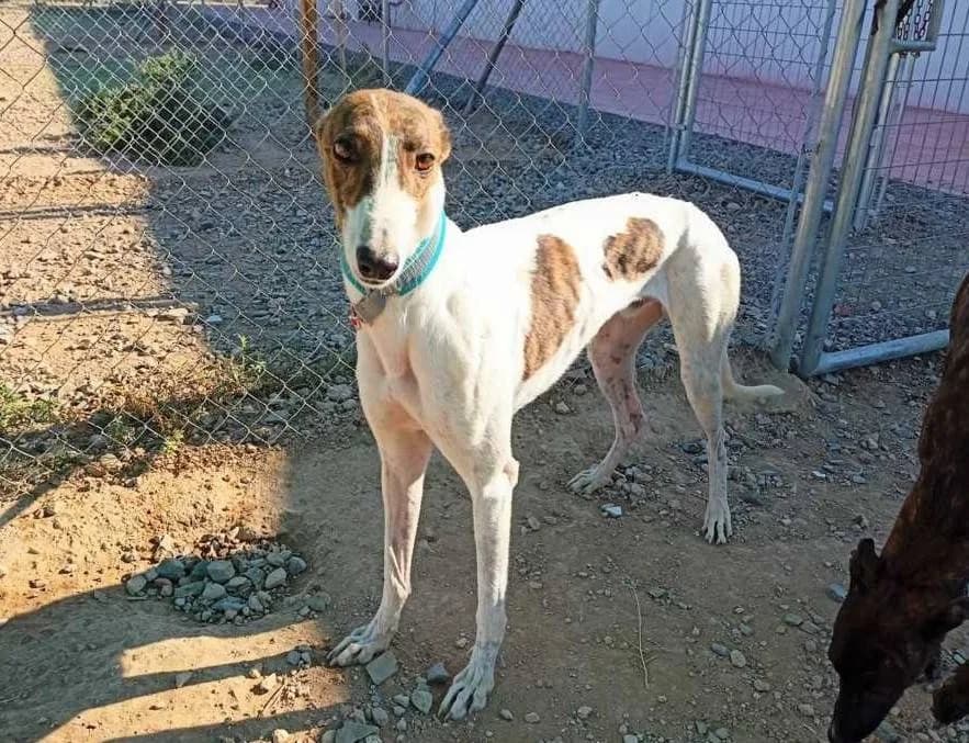 Anouk, Galgo Español (Galgos del Sur)