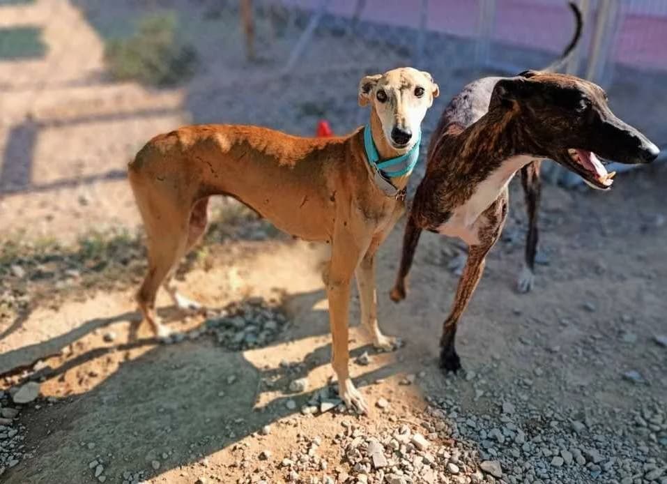Mamba, Galgo Español (Galgos del Sur)