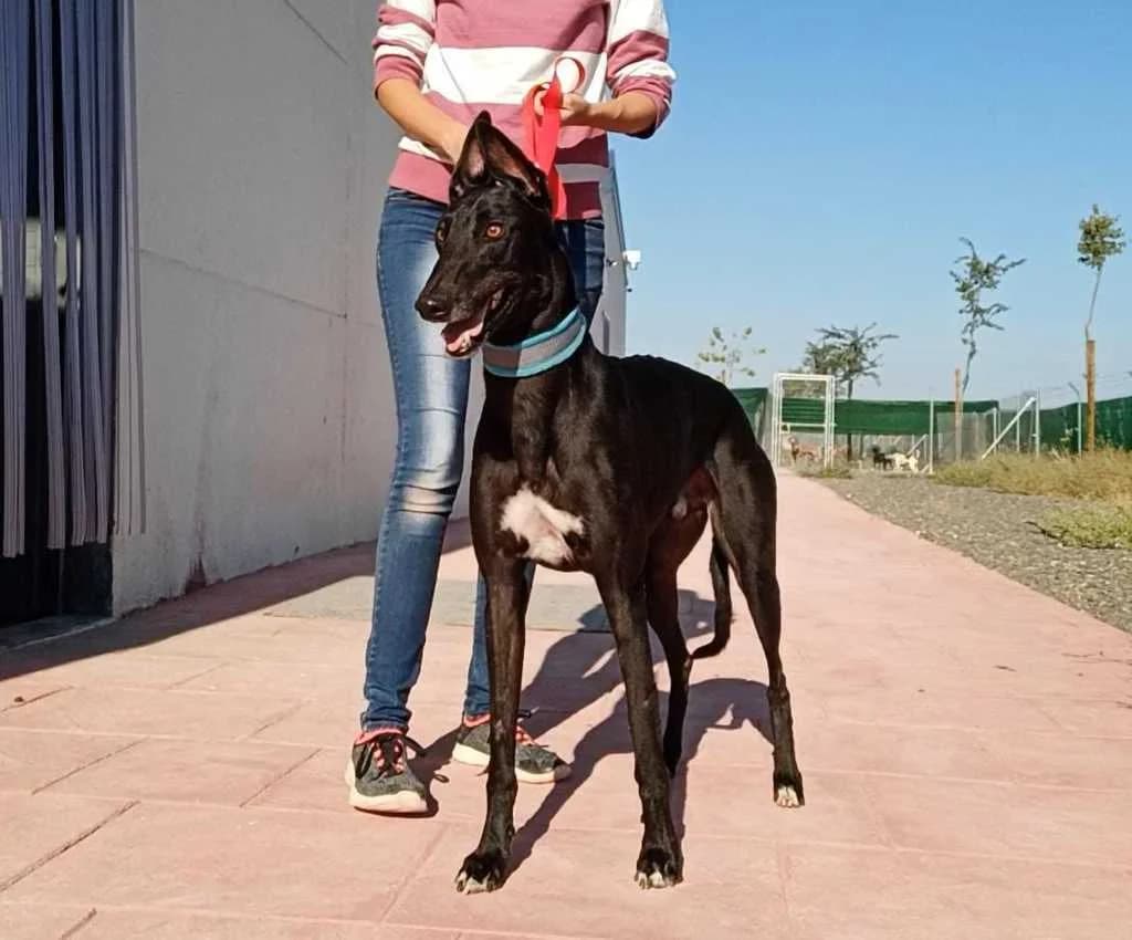 Cuscús, Galgo Español (Galgos del Sur)