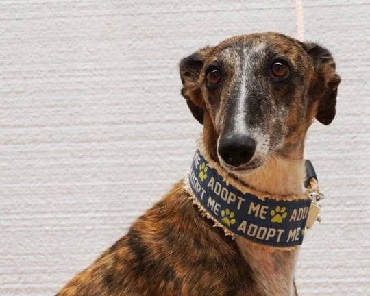 Sissel, Galgo Español (Galgos del Sur)