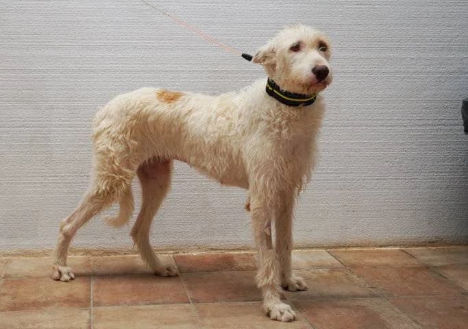 Whitney, Galgo Español (Galgos del Sur)