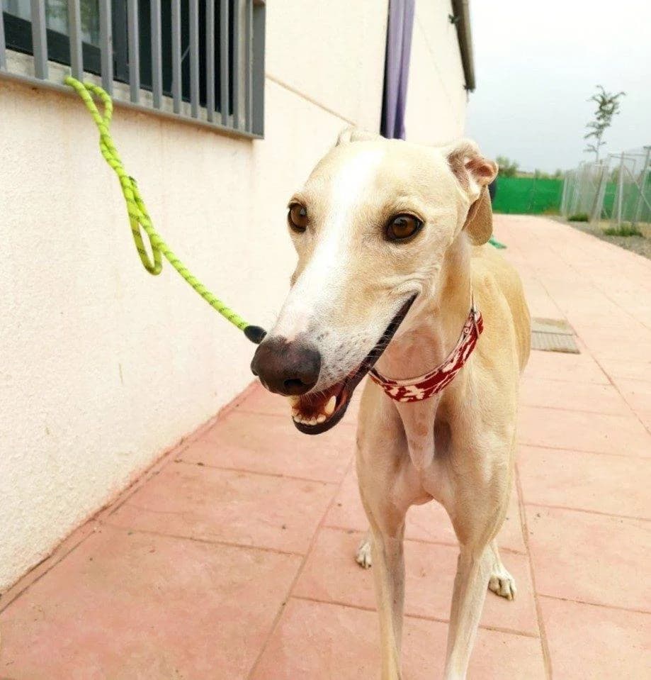 Volkow, Galgo Español (Galgos del Sur)