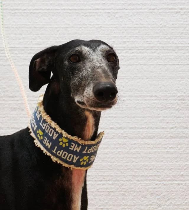 Bora, female puppy Galgo Español for adoption at Adoptamics