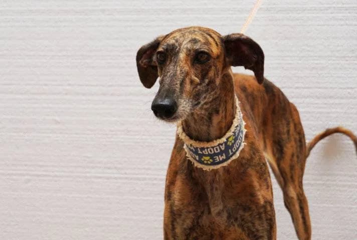 Lucia, Galgo Español (Galgos del Sur)