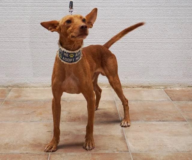 Spencer, Galgo Español (Galgos del Sur)