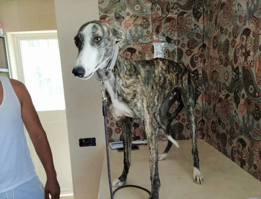 Mochi, female puppy Galgo Español for adoption at Adoptamics
