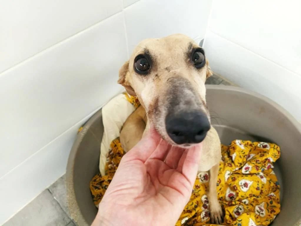 Trufa, female young Galgo Español for adoption at Adoptamics