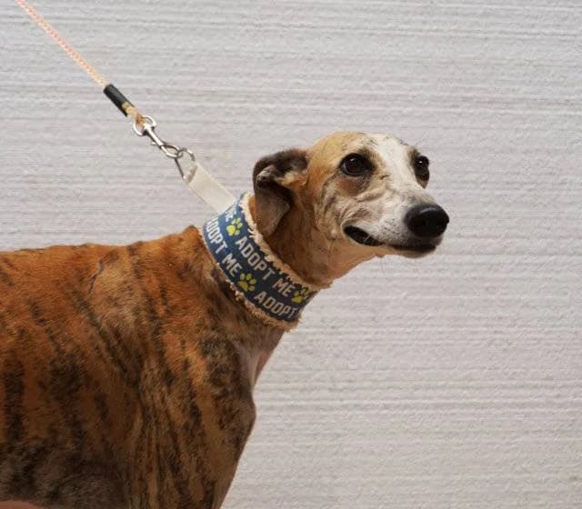 Nino, male puppy Galgo Español for adoption at Adoptamics