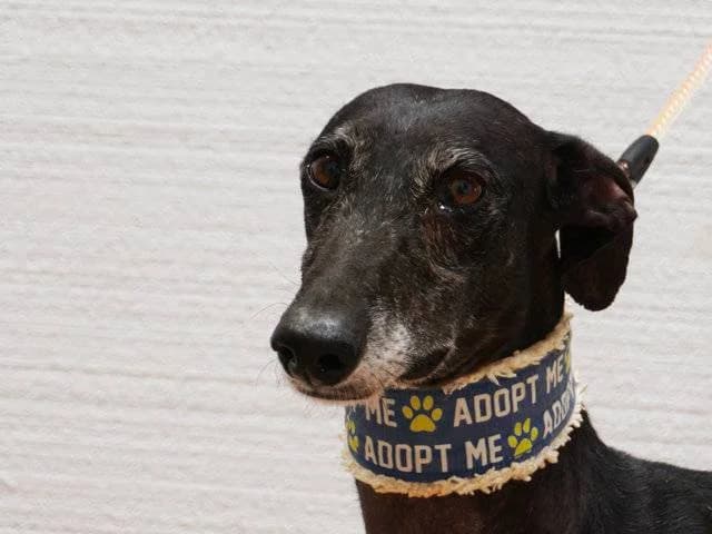 Ashue, Galgo Español (Galgos del Sur)
