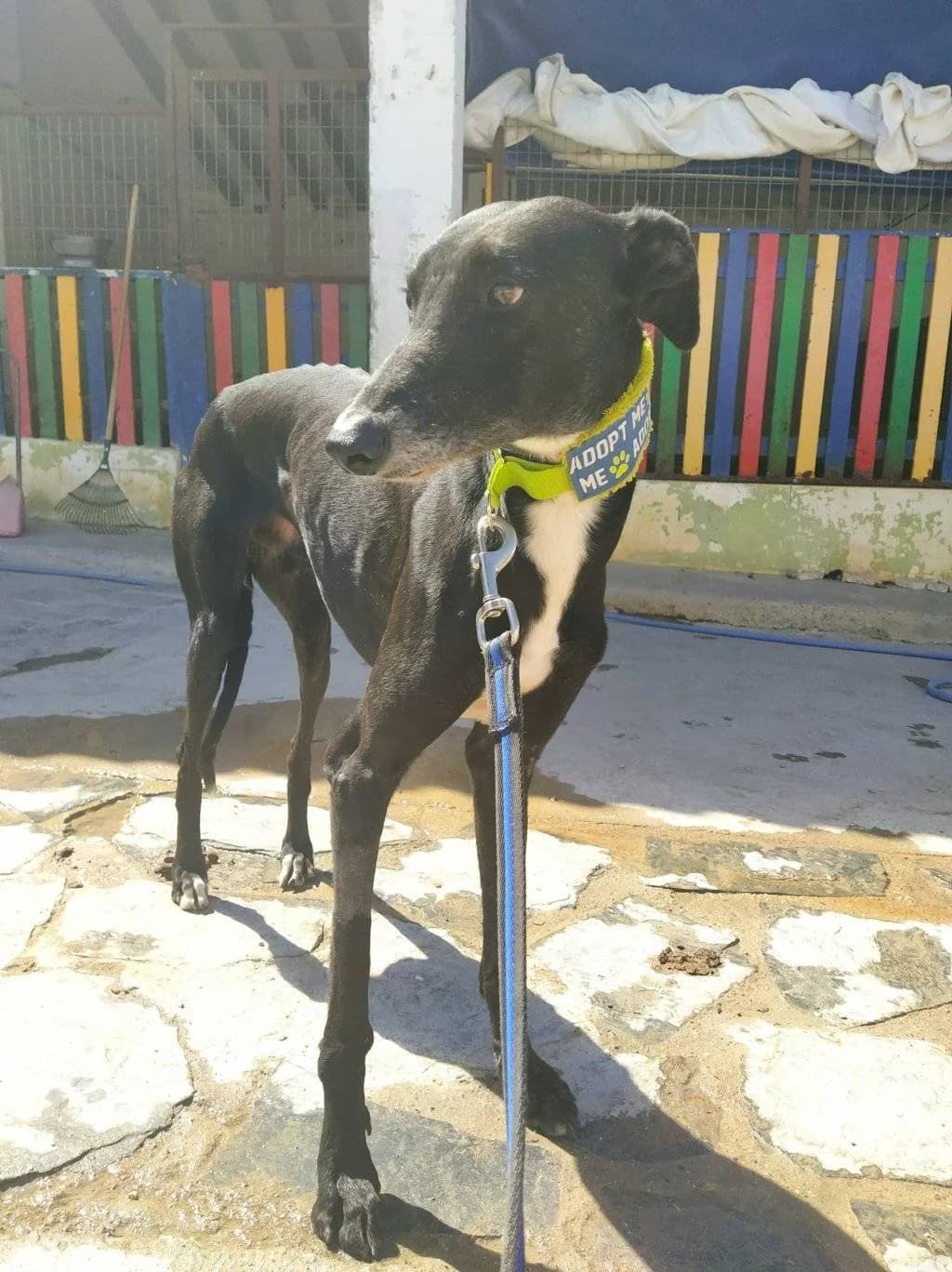 Yandel, Galgo Español (Galgos del Sur)