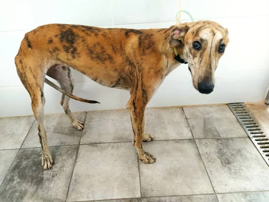Fox, Galgo Español (Galgos del Sur)