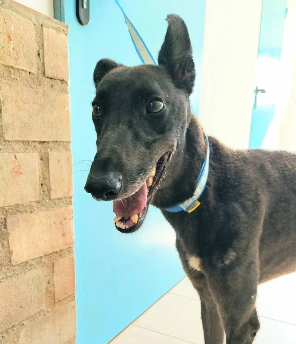 Reed, Galgo Español (Galgos del Sur)