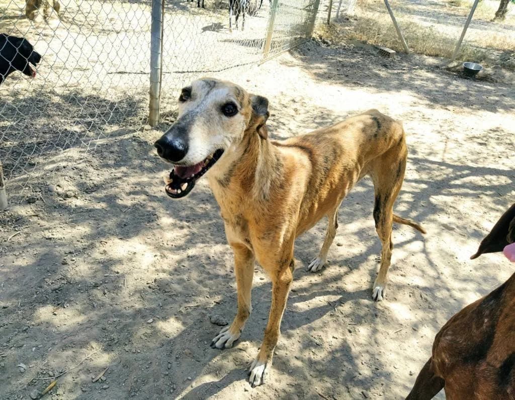 Leysa, Galgo Español (Galgos del Sur)