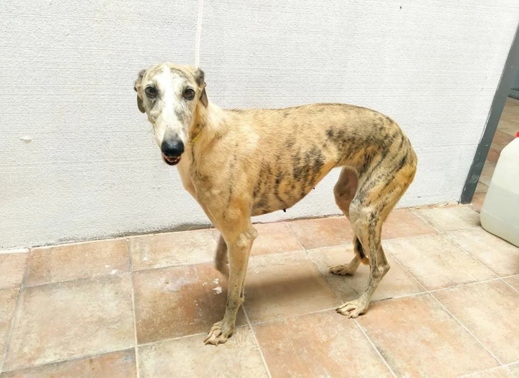 Evie, Galgo Español (Galgos del Sur)