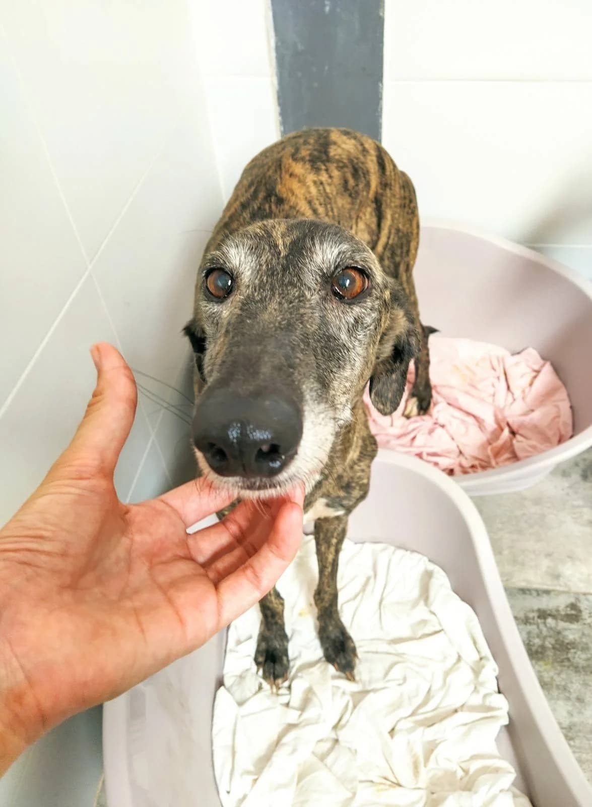 Kasandra, Galgo Español (Galgos del Sur)