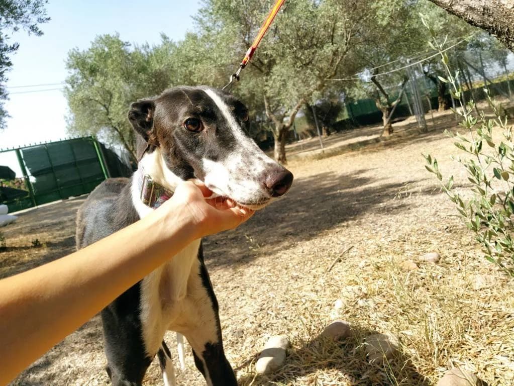 Dizer, Galgo Español (Galgos del Sur)