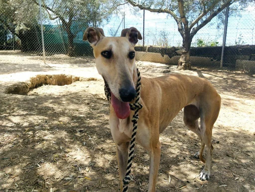 Olivia, Galgo Español (Galgos del Sur)