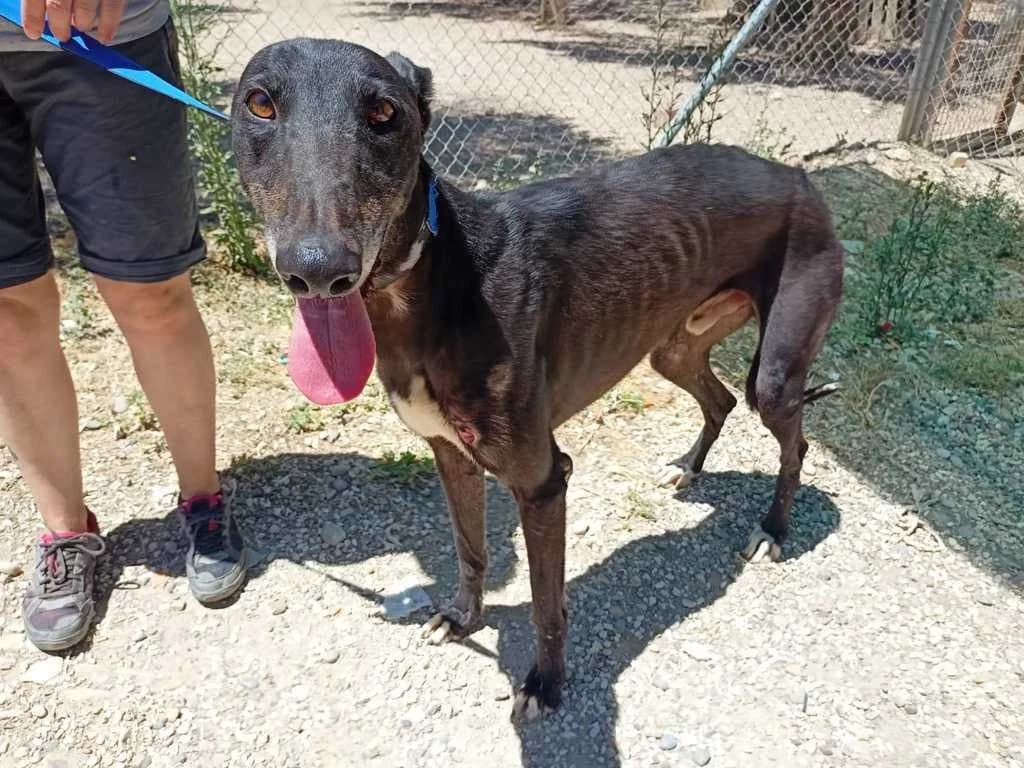 Shadow, Galgo Español (Galgos del Sur)