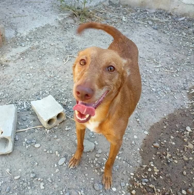 Nell, Galgo Español (Galgos del Sur)