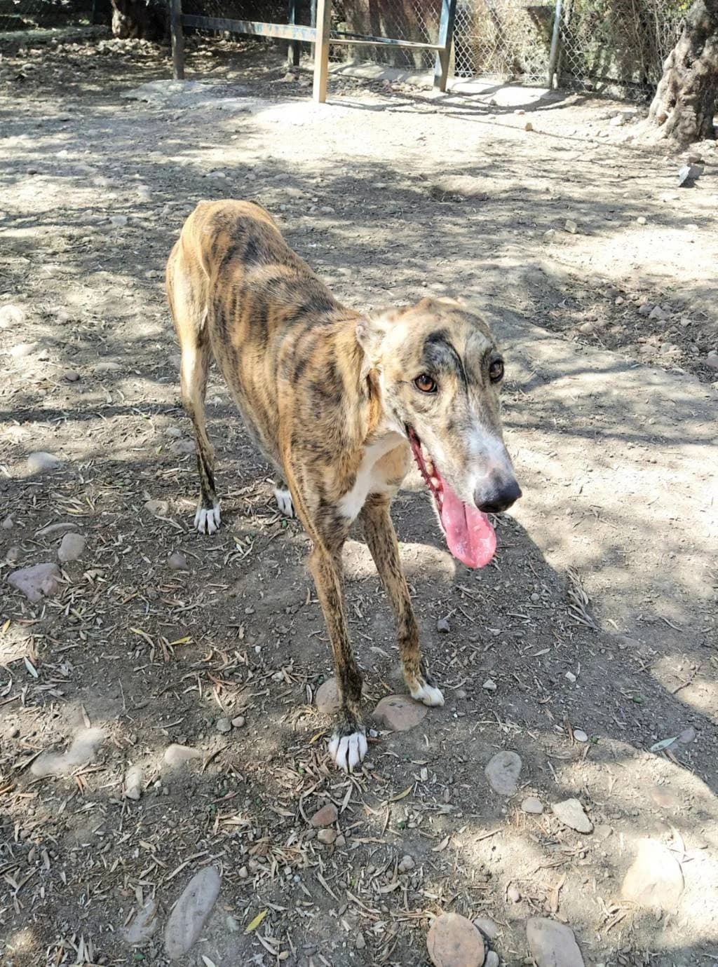 Anacardo, Galgo Español (Galgos del Sur)