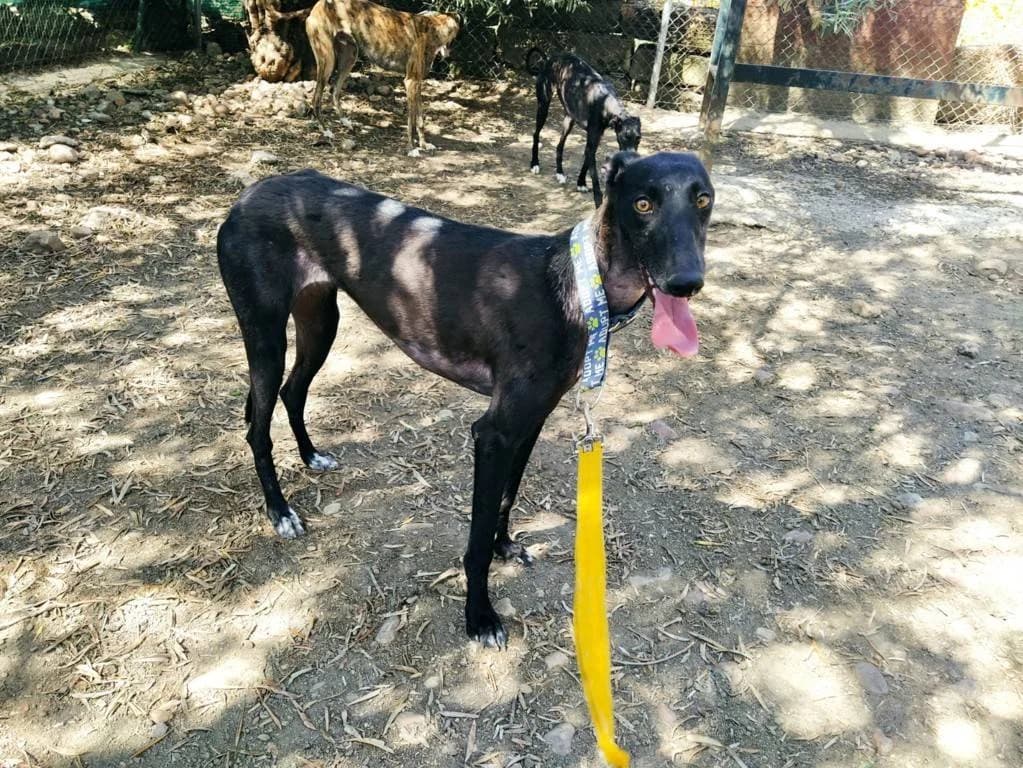 Macadamia, Galgo Español (Galgos del Sur)