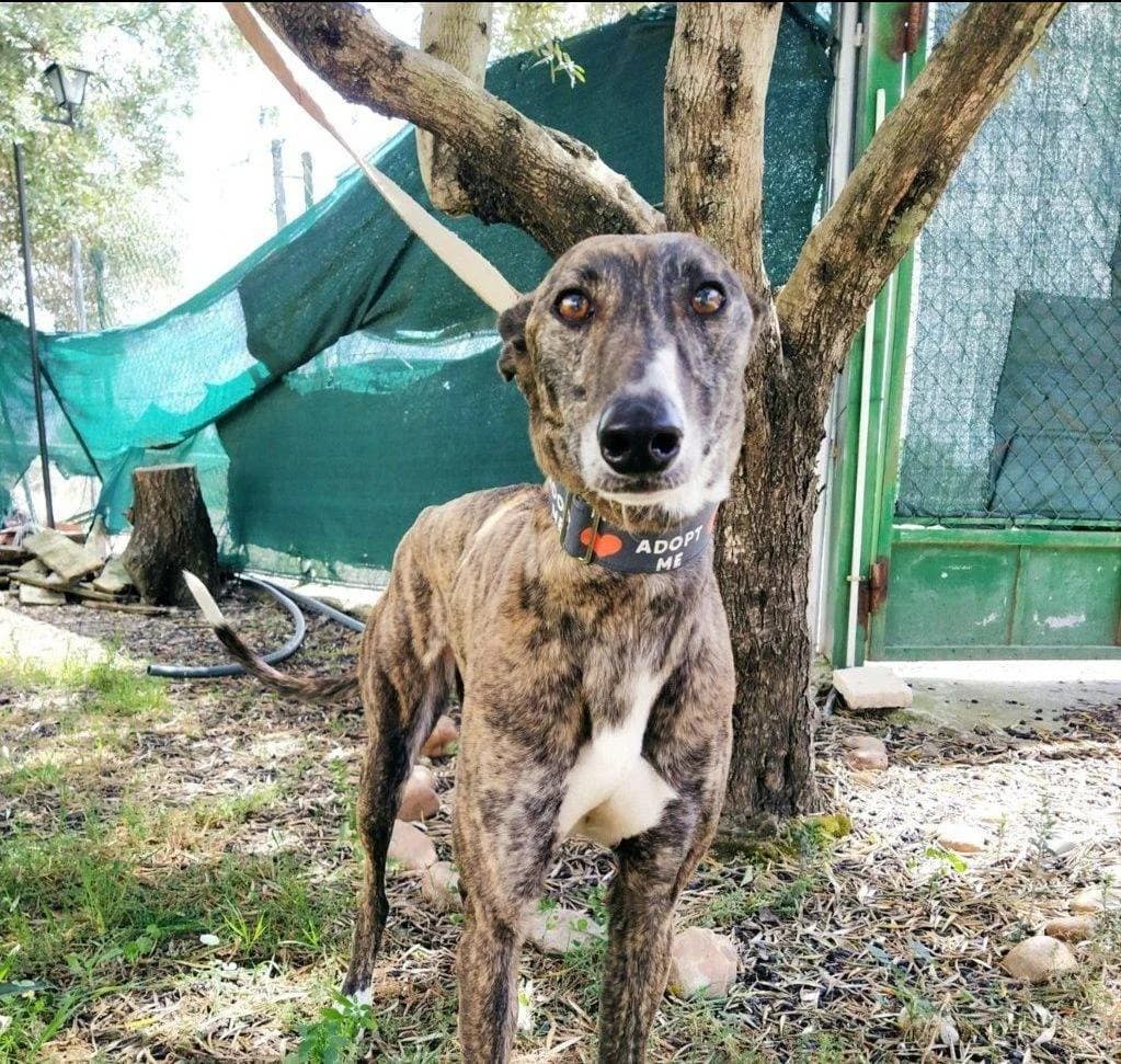 Merche, Galgo Español (Galgos del Sur)
