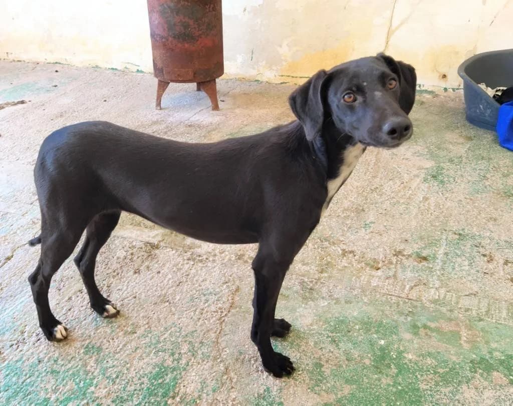 Litchi, Galgo Español (Galgos del Sur)