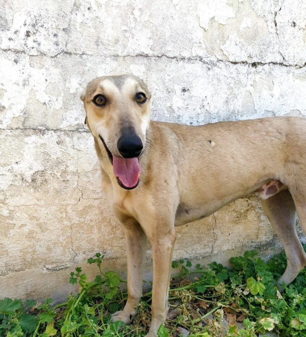 Bruutus, Galgo Español (Galgos del Sur)