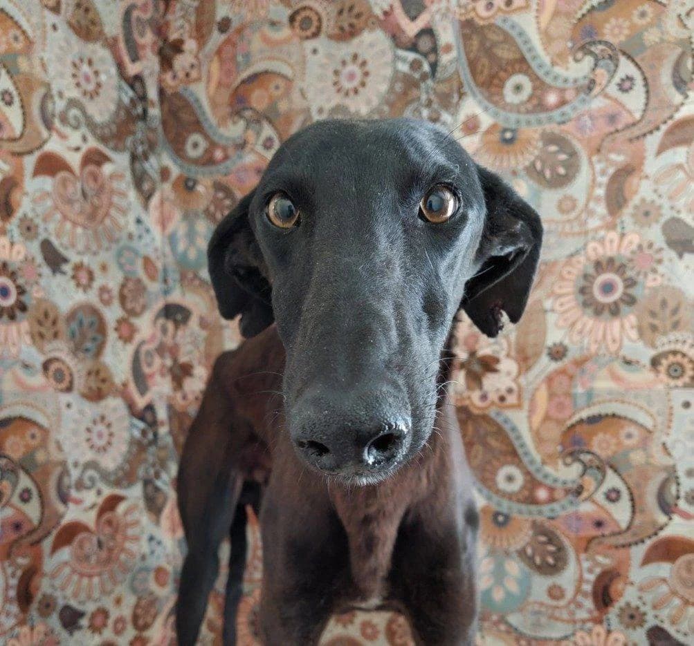 Cosmos, Galgo Español (Galgos del Sur)
