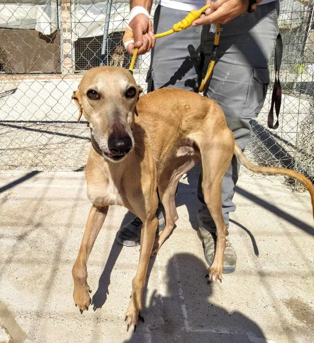 Anubis, Galgo Español (Galgos del Sur)