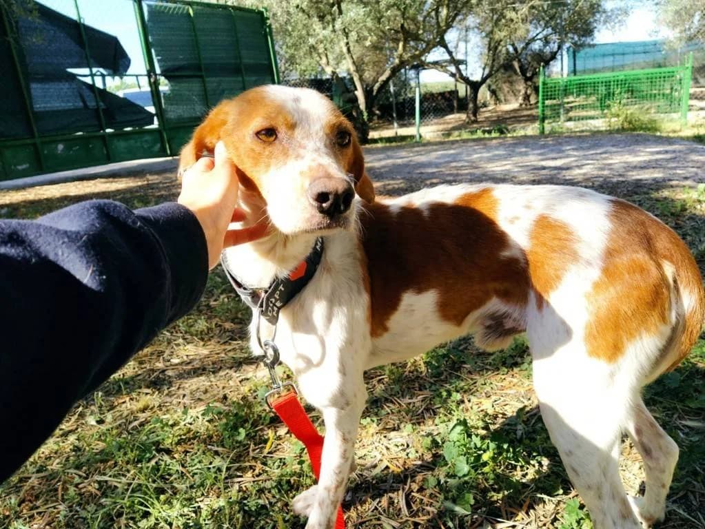 Bambú, Galgo Español (Galgos del Sur)