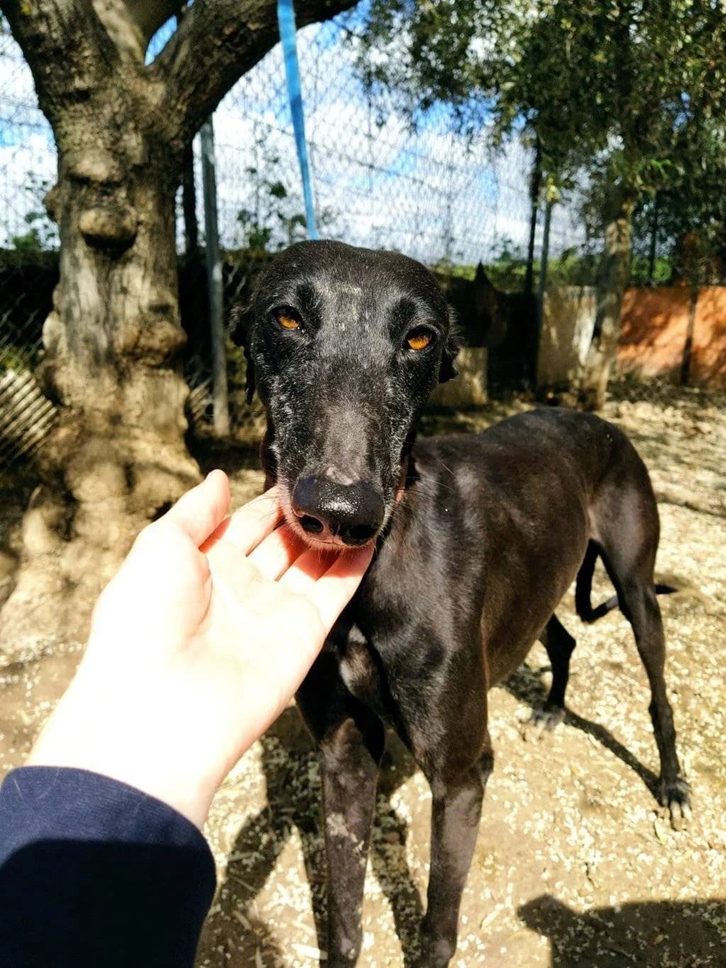 Caoba, Galgo Español (Galgos del Sur)