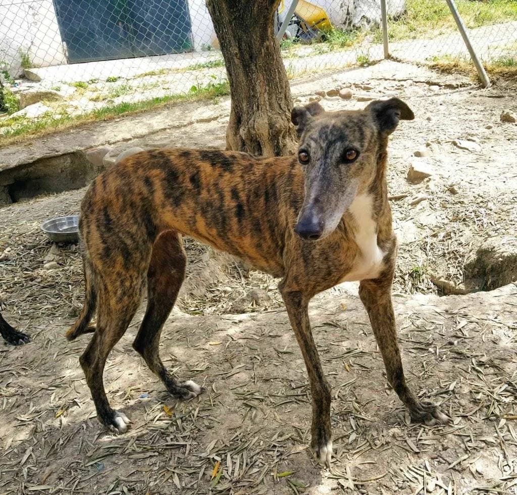 Carly, Galgo Español (Galgos del Sur)