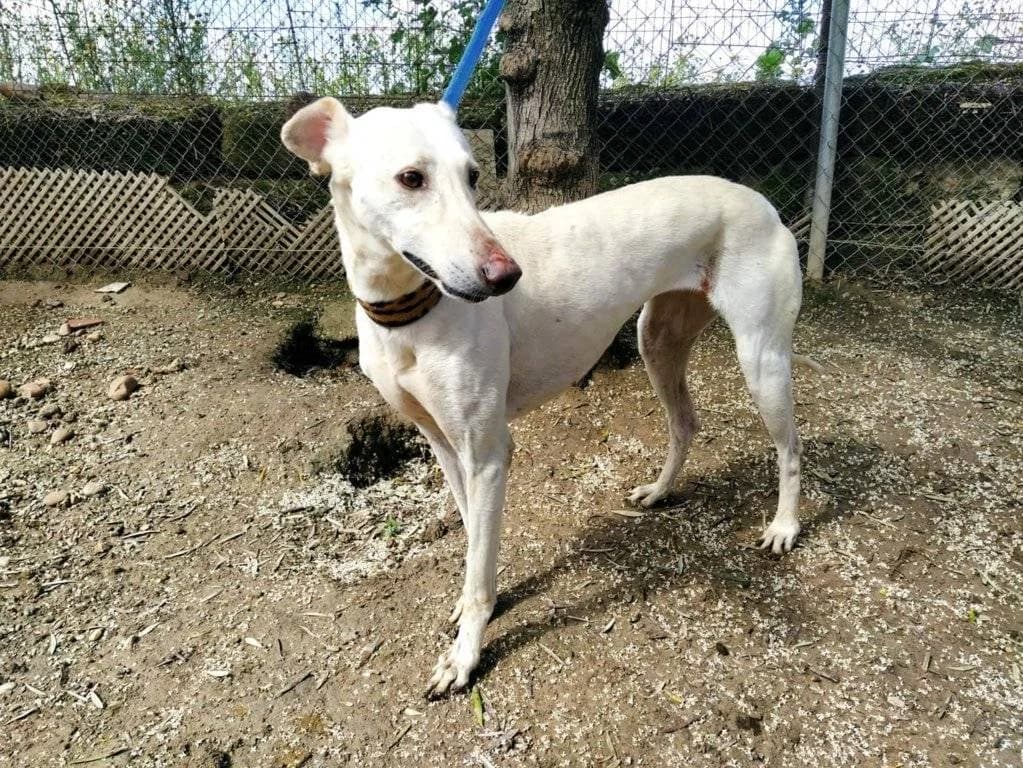 Cereza, Galgo Español (Galgos del Sur)