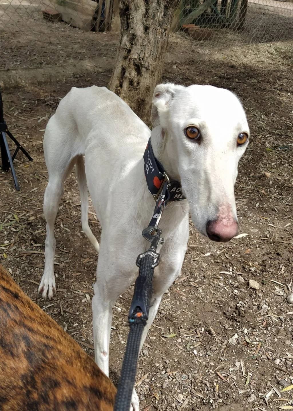 Hera, Galgo Español (Galgos del Sur)
