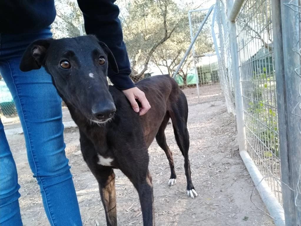 Kara, Galgo Español (Galgos del Sur)