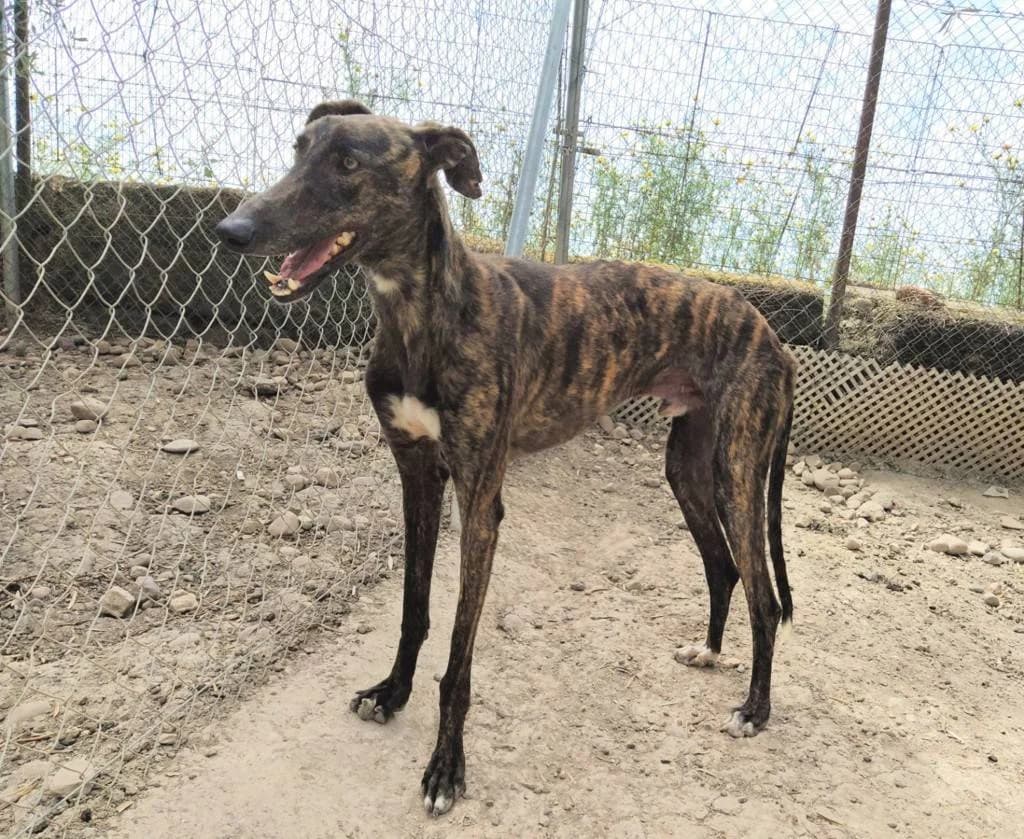Krathos, Galgo Español (Galgos del Sur)